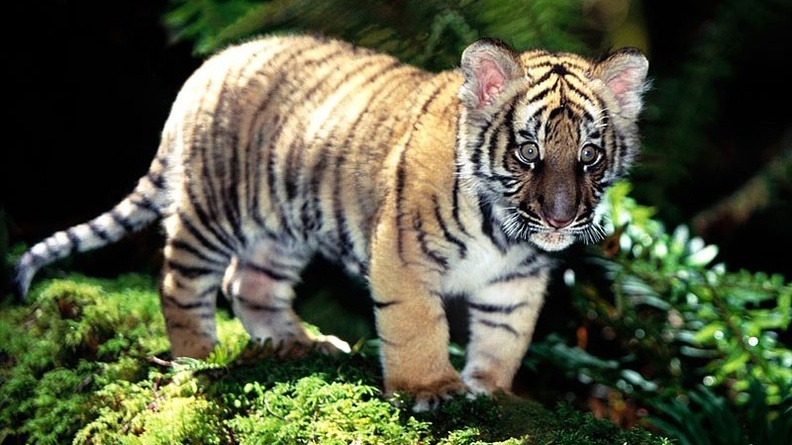 Indochinese Tiger Cub